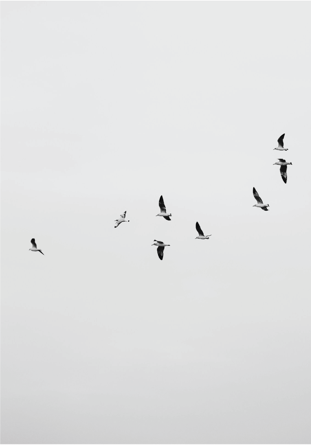 철새
